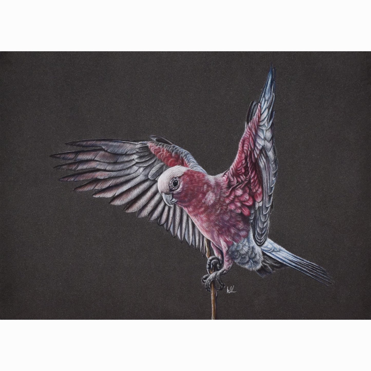 Artistic depiction of a parrot with open wings on a dark background