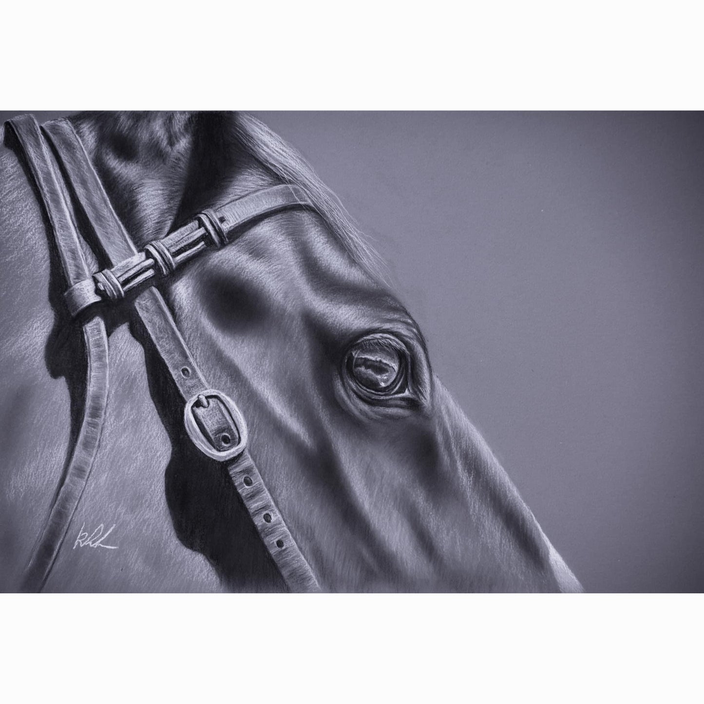 Close-up of a horse's head with a bridle on a dark background