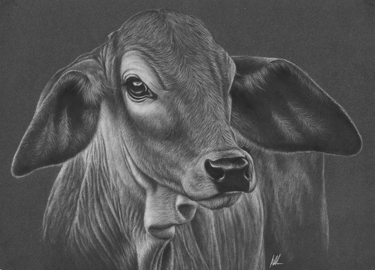 Brahman collection