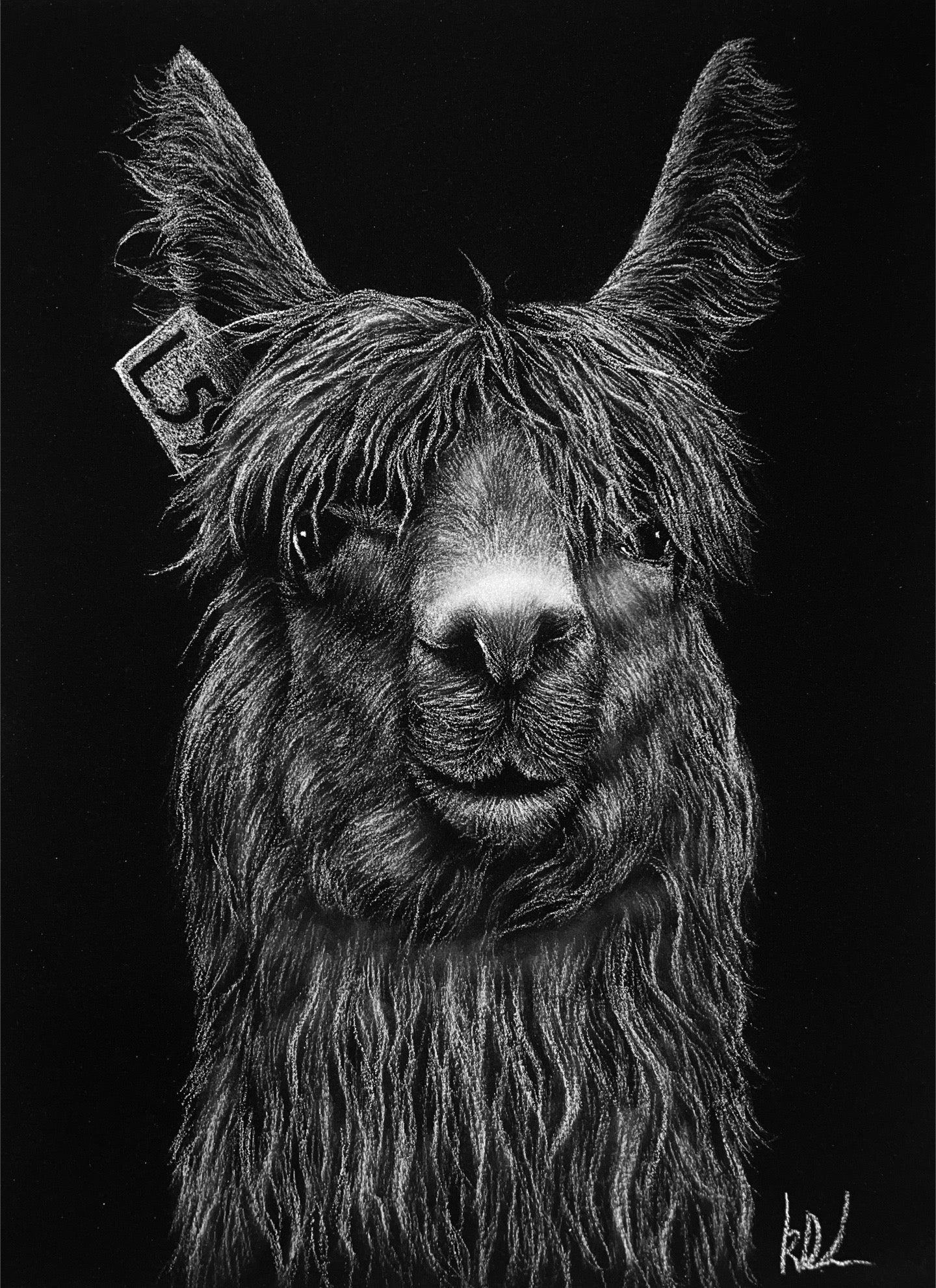 alpaca charcoal drawing