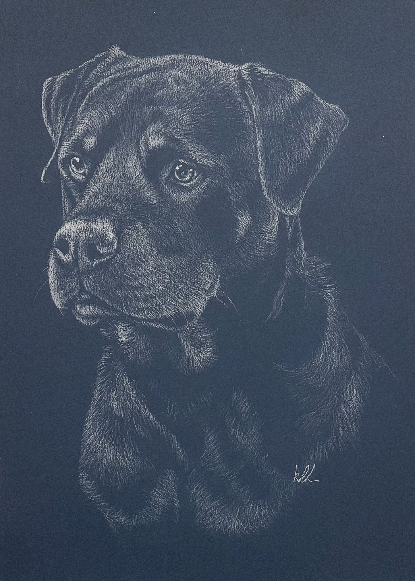 A charcoal drawing of a dog's head.