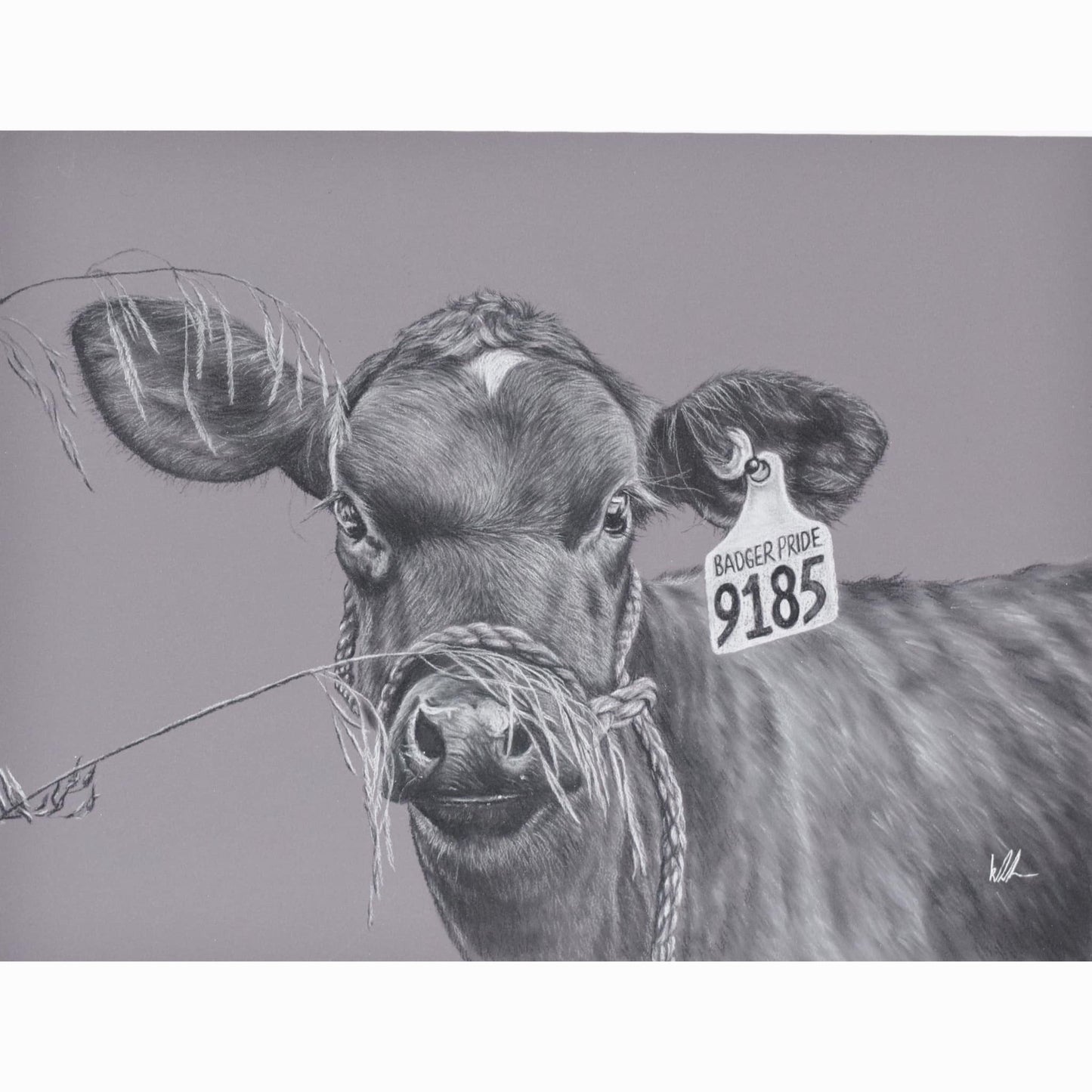dairy calf with halter on behind grass strands