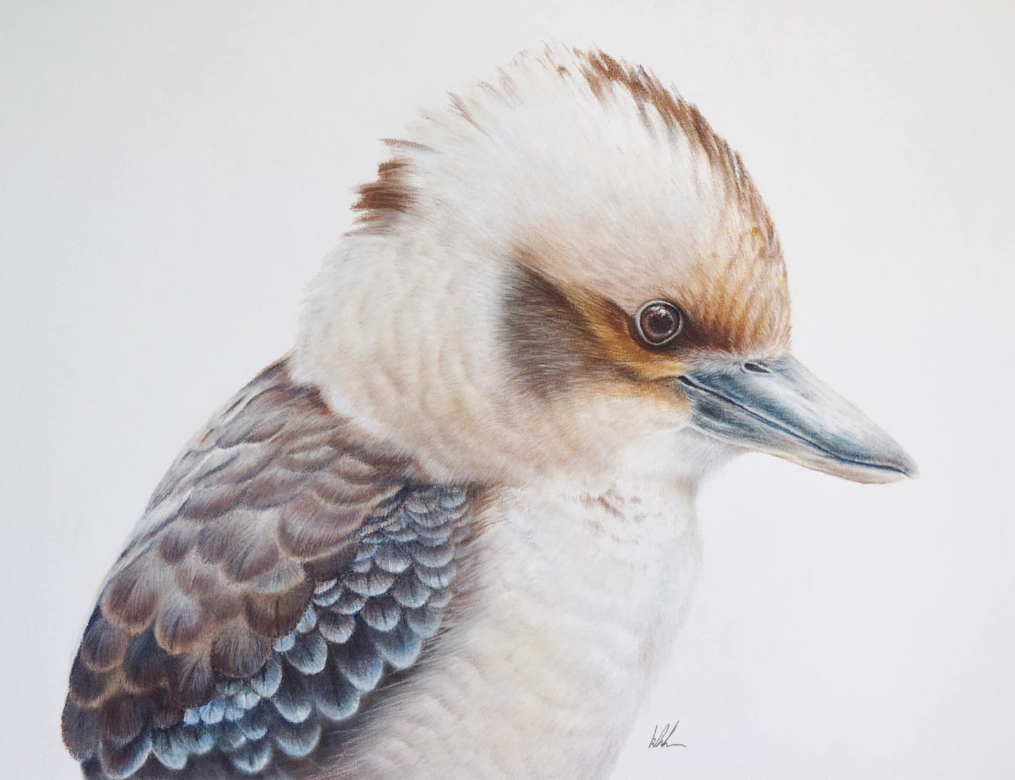 Kookaburra king studio stock