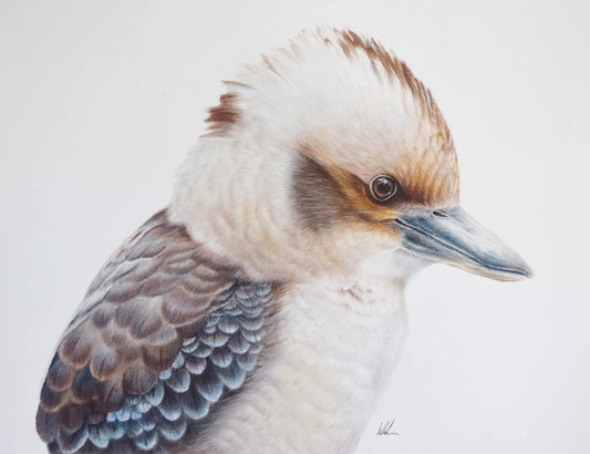 Kookaburra king studio stock rolled poly fibre canvas print